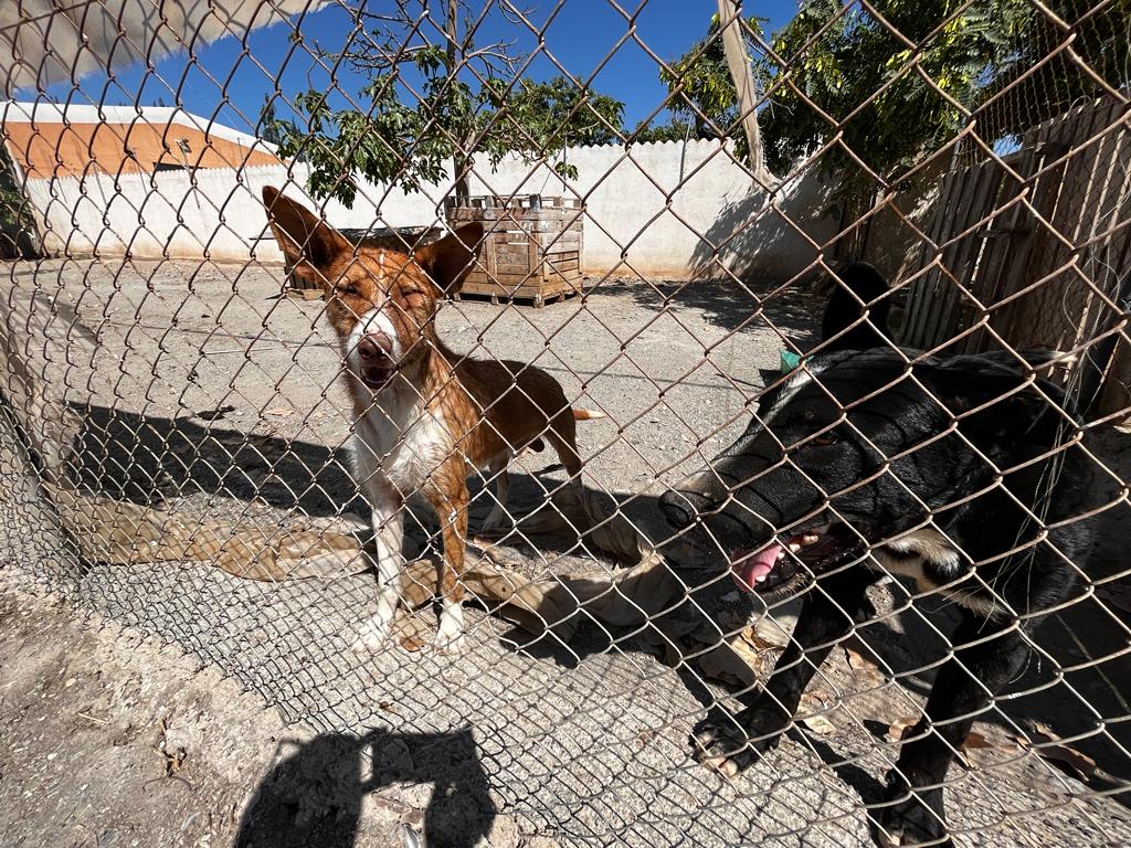 Denuncia de las Lamentables Condiciones de la Perrera Municipal de Motril